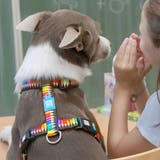 ハーネス 小型犬 中型犬 | livingut | 詳細画像6