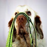 リード 小型犬 XS | livingut | 詳細画像4 