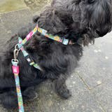 ハーネス 小型犬 XS | livingut | 詳細画像7 