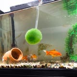 スポンジ びっくり水槽クリーナー 水槽 | livingut | 詳細画像2