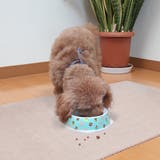 ペットマット ペット用トイレ下敷きマット 犬 | livingut | 詳細画像12 