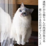 キャットステップ 窓用 透明 | livingut | 詳細画像2
