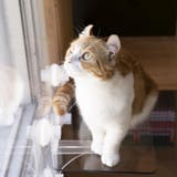 キャットステップ 窓用 透明 | livingut | 詳細画像12