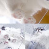 キャットステップ 窓用 透明 | livingut | 詳細画像4