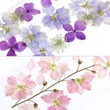 押し花iPhone用ケース | LUPIS | 詳細画像10