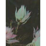 プリントシアーナロースカート | MURUA | 詳細画像33 