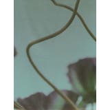 プリントシアーナロースカート | MURUA | 詳細画像34 