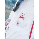 ribbon dog collage tee | merry jenny | 詳細画像33 