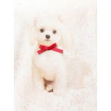 ribbon dog collage tee | merry jenny | 詳細画像45 