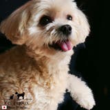 ドックアクセサリー 犬用ネックレス 首輪 | Melody Accessory | 詳細画像4