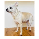 犬用 ネックレス 首輪 | Melody　Accessory | 詳細画像9 