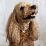 犬 グッズ ペット | Melody Accessory | 詳細画像5