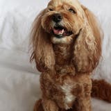 犬 グッズ ペット | Melody　Accessory | 詳細画像3 