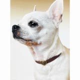 犬用 ネックレス ドッグアクセサリー | Melody Accessory | 詳細画像5