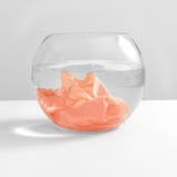 ショーツ レディース 春夏秋 | アクセサリーショップPIENA | 詳細画像5