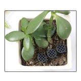 玉肥ホルダー 肥料バスケット 10個セット | PlusNao | 詳細画像2