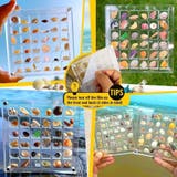 コレクションケース 貝殻 石 | PlusNao | 詳細画像5 