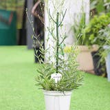 園芸支柱 2本セット 70cm | PlusNao | 詳細画像2 