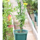 園芸支柱 2本セット 70cm | PlusNao | 詳細画像3 