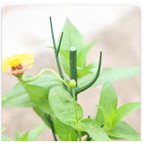 園芸支柱 2本セット 70cm | PlusNao | 詳細画像4 