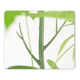 園芸支柱 2本セット 70cm | PlusNao | 詳細画像6 