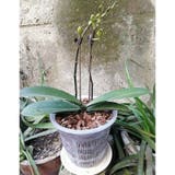 水耕栽培ポット 3個セット 育苗ポット | PlusNao | 詳細画像4 