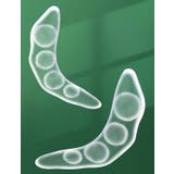 滑り止めステッカー 1ペア つま先 | PlusNao | 詳細画像9 