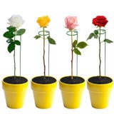 園芸支柱 3本セット 誘引 | PlusNao | 詳細画像2