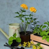 園芸支柱 3本セット 誘引 | PlusNao | 詳細画像5