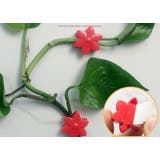 誘引クリップ 10個セット 園芸クリップ | PlusNao | 詳細画像12 