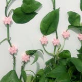 誘引クリップ 10個セット 園芸クリップ | PlusNao | 詳細画像7 