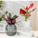 植木鉢 2個セット 自動給水式 | PlusNao | 詳細画像7 