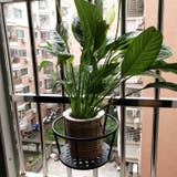 プラントホルダー 植木鉢 鉢植え | PlusNao | 詳細画像2