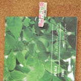 ウッドクリップ 木製クリップ 10個セット | PlusNao | 詳細画像11 