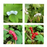 プラントベンダー 同色10個セット プラントトレーニングクリップ | PlusNao | 詳細画像2 