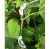 プラントベンダー 同色10個セット プラントトレーニングクリップ | PlusNao | 詳細画像4 