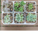 植木鉢 フラワーポット プラ鉢 | PlusNao | 詳細画像6