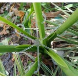 園芸用支柱サポートプレート 4個セット 4サイズ | PlusNao | 詳細画像2