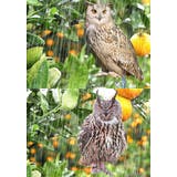 鳥よけボード 鳥よけ 防鳥 | PlusNao | 詳細画像10 