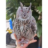鳥よけボード 鳥よけ 防鳥 | PlusNao | 詳細画像12 