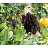 鳥よけボード 鳥よけ 防鳥 | PlusNao | 詳細画像9 