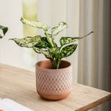 植木鉢 プラントポット 鉢植え | PlusNao | 詳細画像10