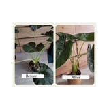 園芸支柱 2個セット 花茎 | PlusNao | 詳細画像3