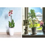 植物支柱 3本セット 園芸用支柱 | PlusNao | 詳細画像6