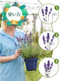 植物支柱 3本セット 園芸用支柱 | PlusNao | 詳細画像7