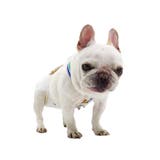 オムツサスペンダー 犬用 ペット用 | PlusNao | 詳細画像2