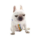 オムツサスペンダー 犬用 ペット用 | PlusNao | 詳細画像4