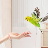 鳥用 足環付きリード 2m | PlusNao | 詳細画像2 