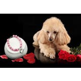 ペット用ネックレス 犬用 小型犬 | PlusNao | 詳細画像4