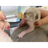 シリンジ 乳首 シリコンニップル | PlusNao | 詳細画像6